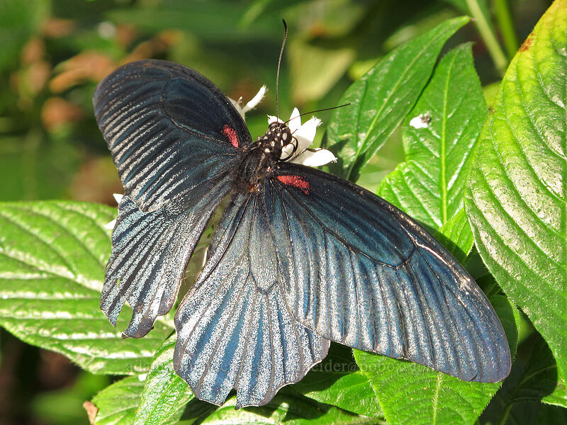 great mormon butterfly (Papilio memnon agenor) [Butterfly Wonderland, Scottsdale, Maricopa County, Arizona]