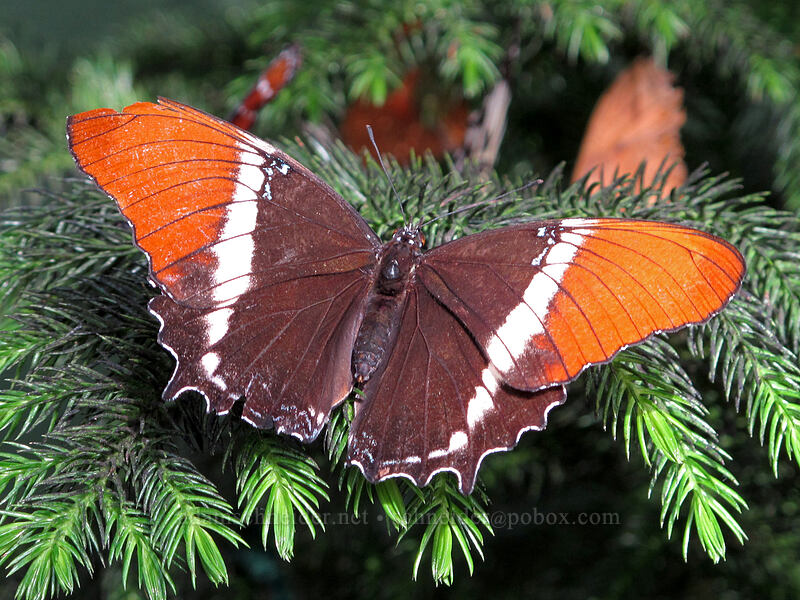 rusty-tipped page butterfly (Siproeta epaphus) [Butterfly Wonderland, Scottsdale, Maricopa County, Arizona]