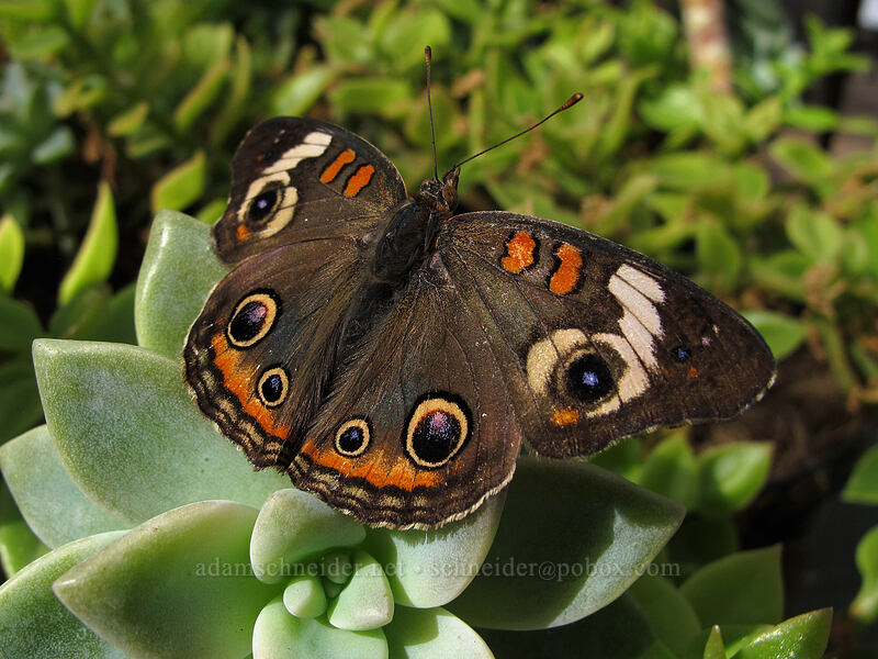 buckeye butterfly (Junonia coenia) [Butterfly Wonderland, Scottsdale, Maricopa County, Arizona]