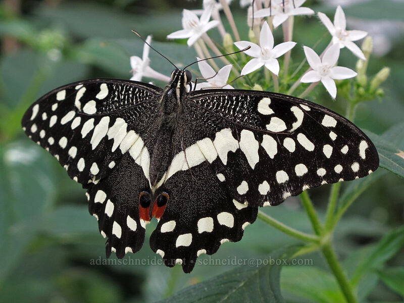 lime swallowtail butterfly (Papilio demoleus) [Butterfly Wonderland, Scottsdale, Maricopa County, Arizona]