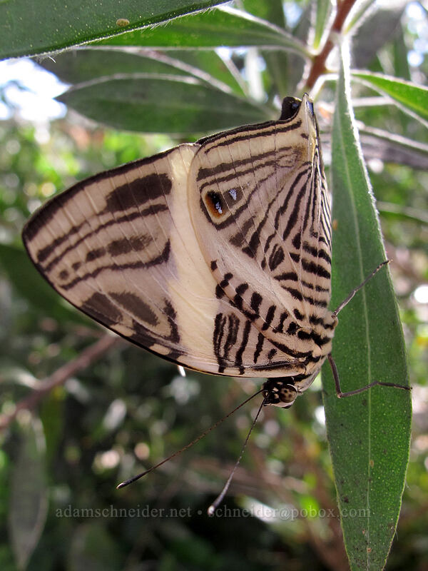 zebra mosaic butterfly (Colobura dirce) [Butterfly Wonderland, Scottsdale, Maricopa County, Arizona]