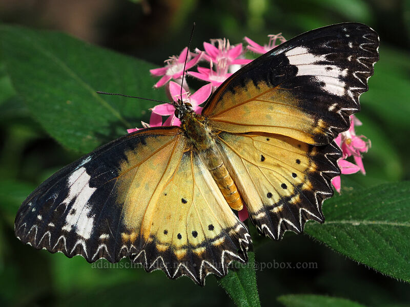 Malay lacewing butterfly (Cethosia hypsea) [Butterfly Wonderland, Scottsdale, Maricopa County, Arizona]