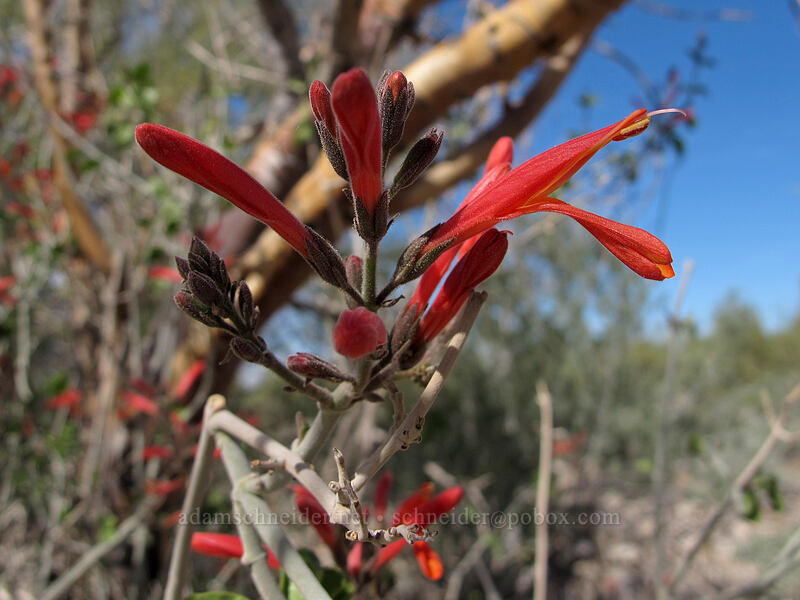 chuparosa (Justicia californica) [McDowell Sonoran Preserve, Scottsdale, Maricopa County, Arizona]
