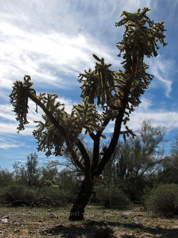 jumping cholla (Cylindropuntia fulgida) [McDowell Sonoran Preserve, Scottsdale, Maricopa County, Arizona]
