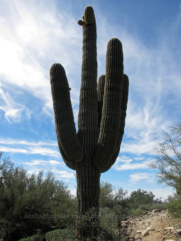 saguaro cactus (Carnegiea gigantea) [McDowell Sonoran Preserve, Scottsdale, Maricopa County, Arizona]