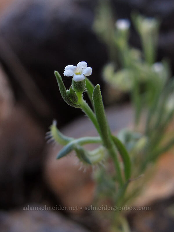 curve-nut comb-seed flower (Pectocarya recurvata) [McDowell Sonoran Preserve, Scottsdale, Maricopa County, Arizona]