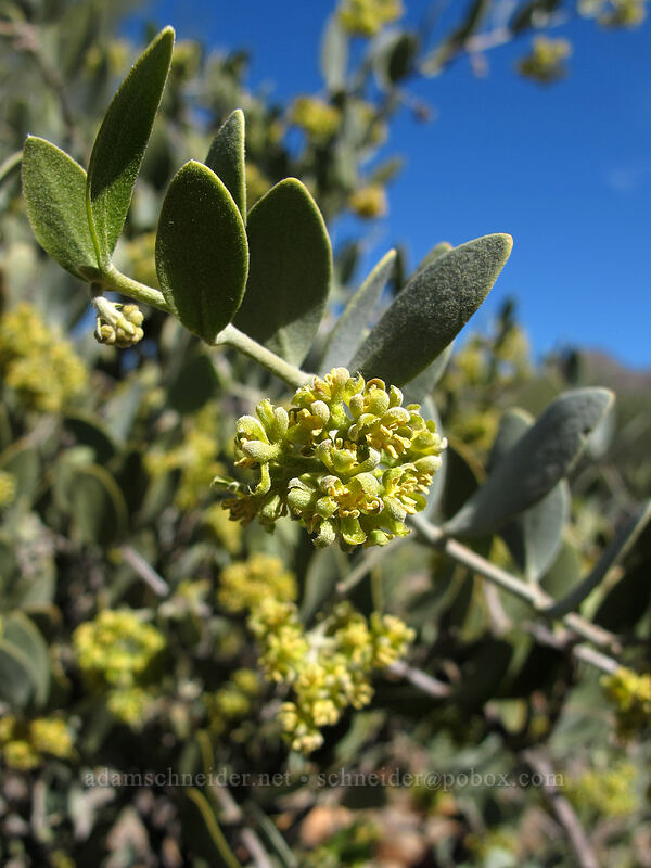 jojoba flowers (male) (Simmondsia chinensis) [McDowell Sonoran Preserve, Scottsdale, Maricopa County, Arizona]