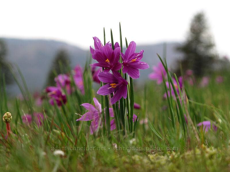 grass-widows (Olsynium douglasii) [Catherine Creek, Klickitat County, Washington]