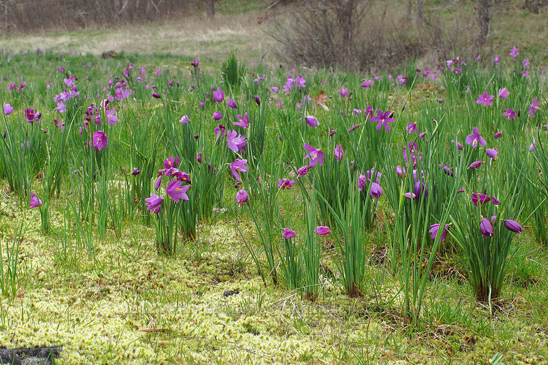 grass-widows (Olsynium douglasii) [Catherine Creek, Klickitat County, Washington]