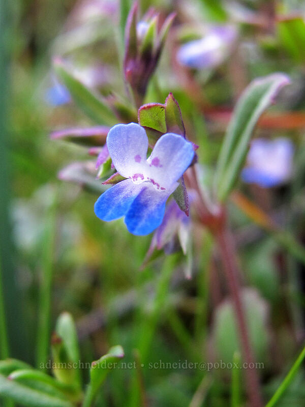 small-flowered blue-eyed-mary (Collinsia parviflora) [Old Highway 8, Klickitat County, Washington]