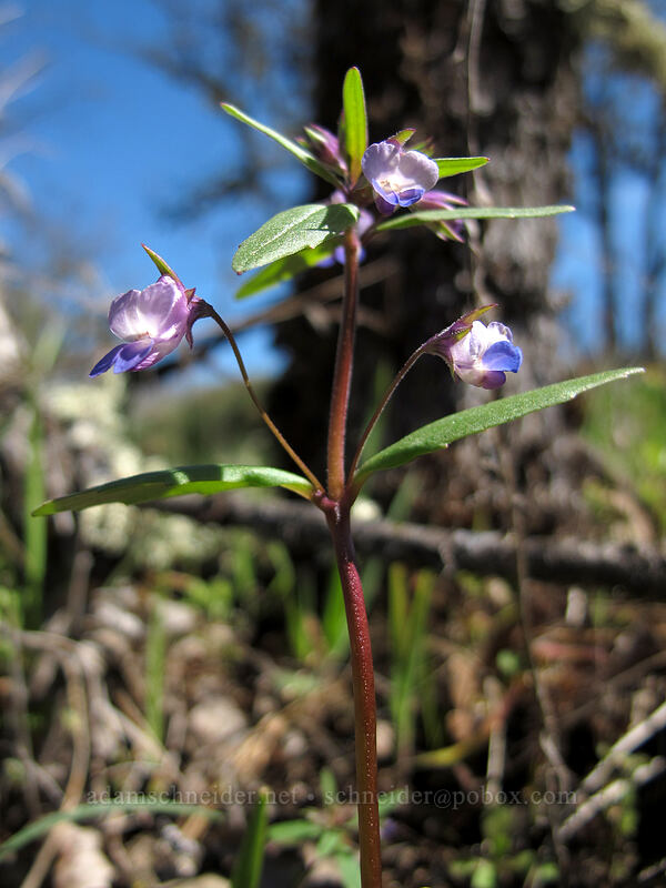 small-flowered blue-eyed-Mary (Collinsia parviflora) [Memaloose Hills, Wasco County, Oregon]