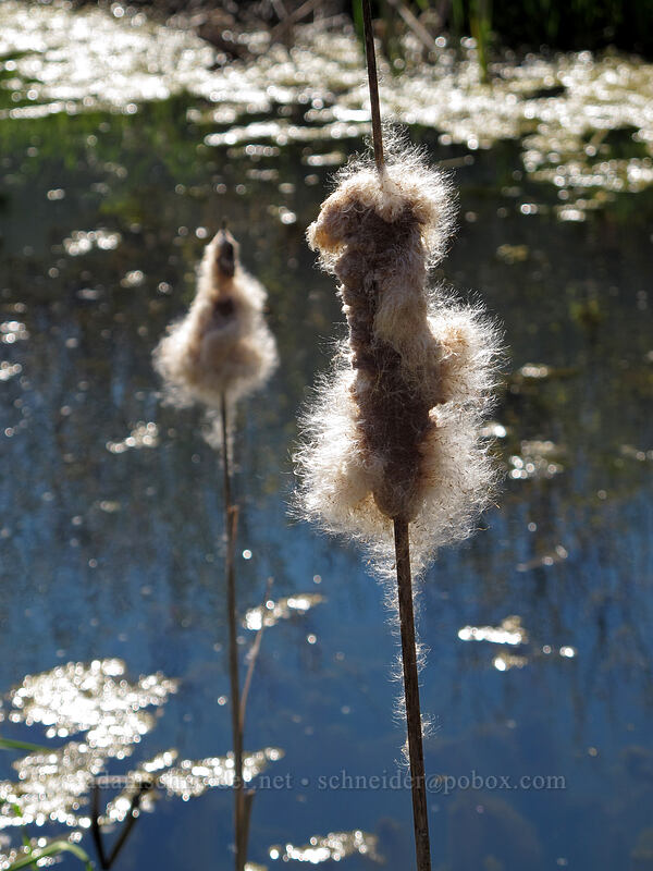cat-tail seeds (Typha latifolia) [Wetland Spring, Wasco County, Oregon]