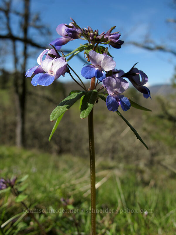 large-flowered blue-eyed-Mary (Collinsia grandiflora) [Chatfield Hill, Wasco County, Oregon]