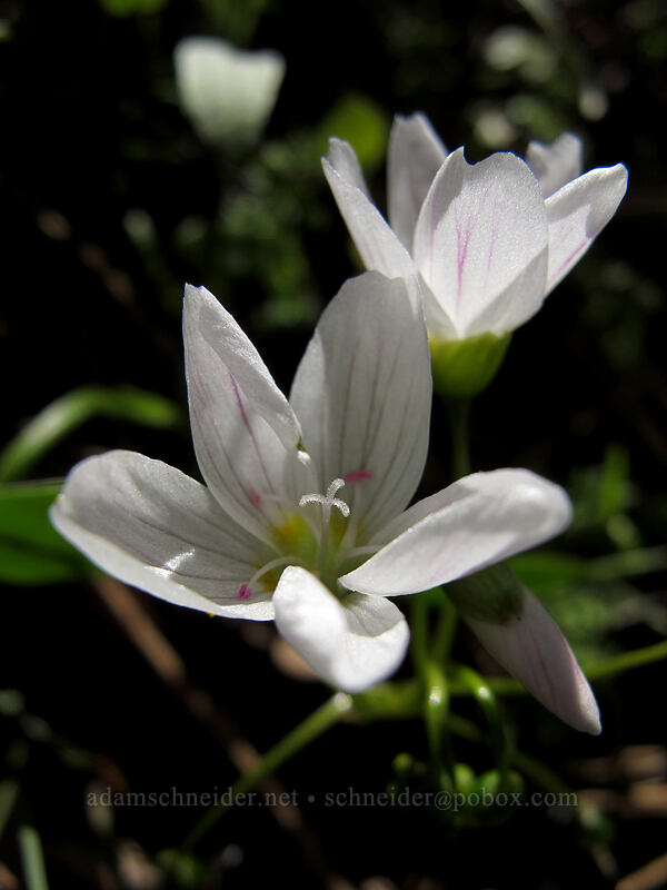lance-leaf spring beauty (Claytonia lanceolata) [Chatfield Hill, Wasco County, Oregon]