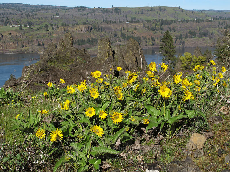 balsamroot & Memaloose Pinnacles (Balsamorhiza deltoidea) [Memaloose Overlook, Wasco County, Oregon]