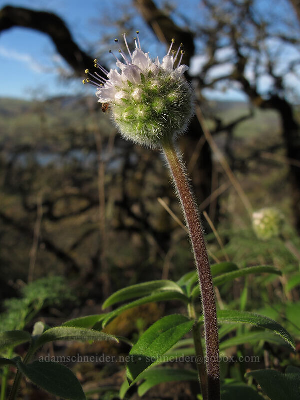 ball-head waterleaf (Hydrophyllum capitatum var. thompsonii) [Memaloose State Park, Wasco County, Oregon]