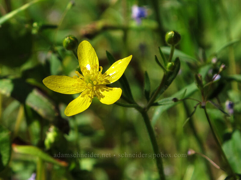 buttercup (Ranunculus occidentalis) [Camassia Natural Area, West Linn, Clackamas County, Oregon]