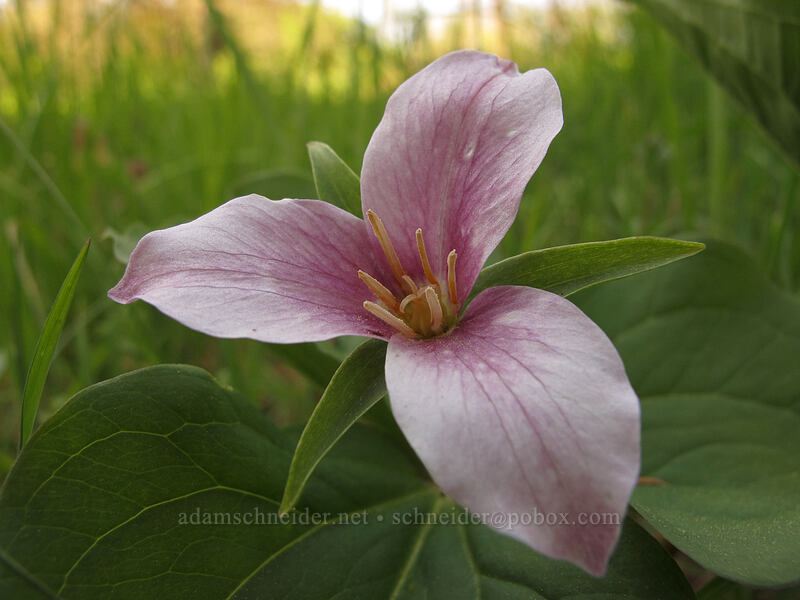 western trillium (Trillium ovatum) [Camassia Natural Area, West Linn, Clackamas County, Oregon]
