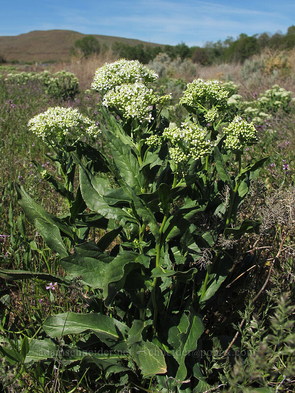 white-top (Lepidium sp. (Cardaria sp.)) [U.S. Highway 97, Yakama Indian Reservation, Yakima County, Washington]