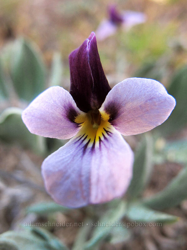 sagebrush violet (Viola trinervata) [L.T. Murray Wildlife Area, Kittitas County, Washington]