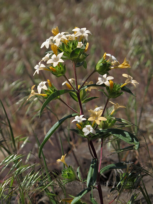 grand collomia (Collomia grandiflora) [Ginkgo Petrified Forest State Park, Kittitas County, Washington]