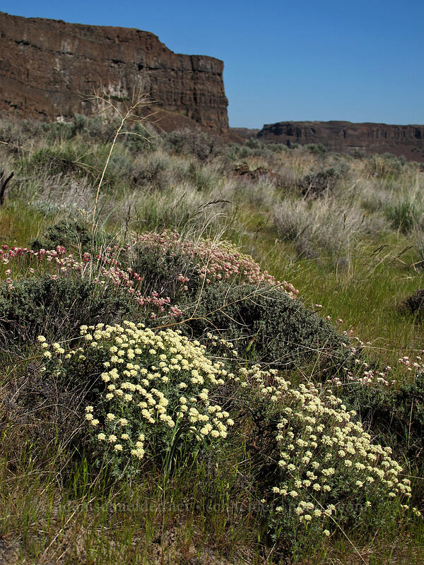 thyme-leaved buckwheat (Eriogonum thymoides) [Ancient Lakes Trail, Grant County, Washington]