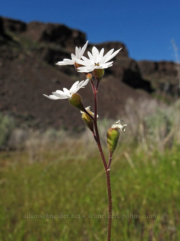 prairie star (Lithophragma parviflorum) [Ancient Lakes Trail, Grant County, Washington]