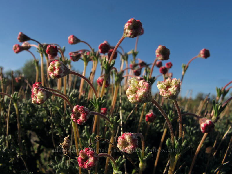 thyme-leaved buckwheat, budding (Eriogonum thymoides) [Beezley Hills Preserve, Grant County, Washington]