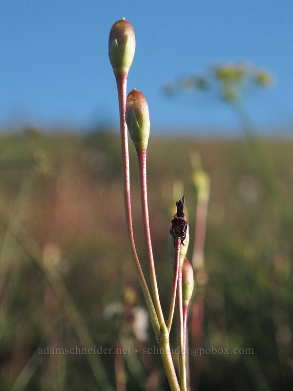 shooting star seeds (Dodecatheon sp. (Primula sp.)) [Beezley Hills Preserve, Grant County, Washington]