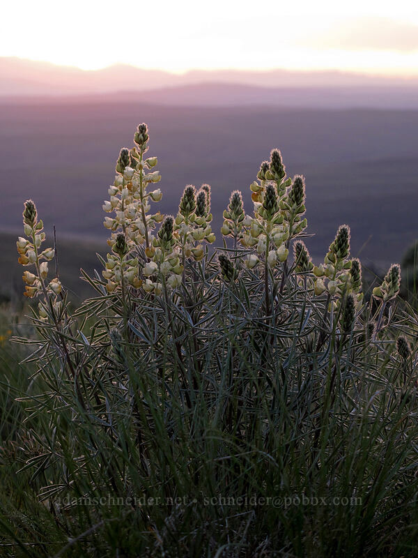 sulphur lupine (Lupinus sulphureus ssp. sulphureus) [Monument Hill, Grant County, Washington]