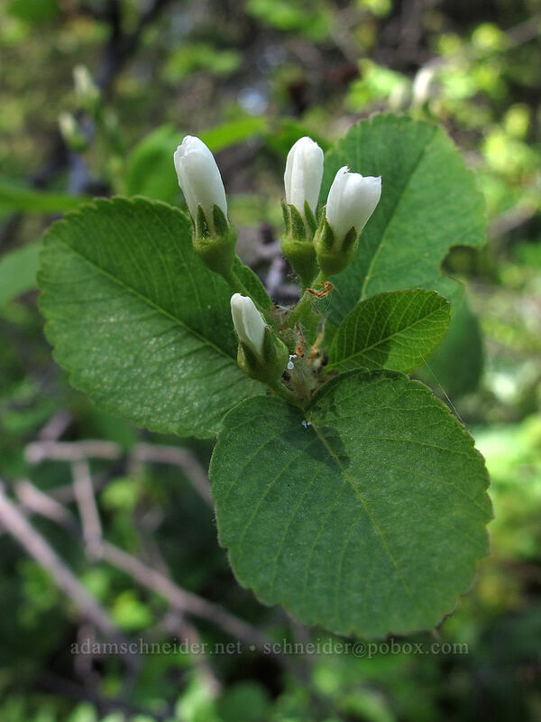 serviceberry, budding (Amelanchier alnifolia) [Sauer's Mountain Trail, Peshastin, Chelan County, Washington]