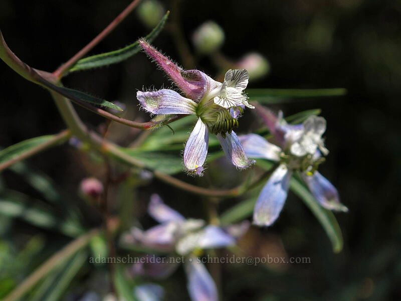 thin-petal larkspur (Delphinium lineapetalum) [Sauer's Mountain Trail, Peshastin, Chelan County, Washington]
