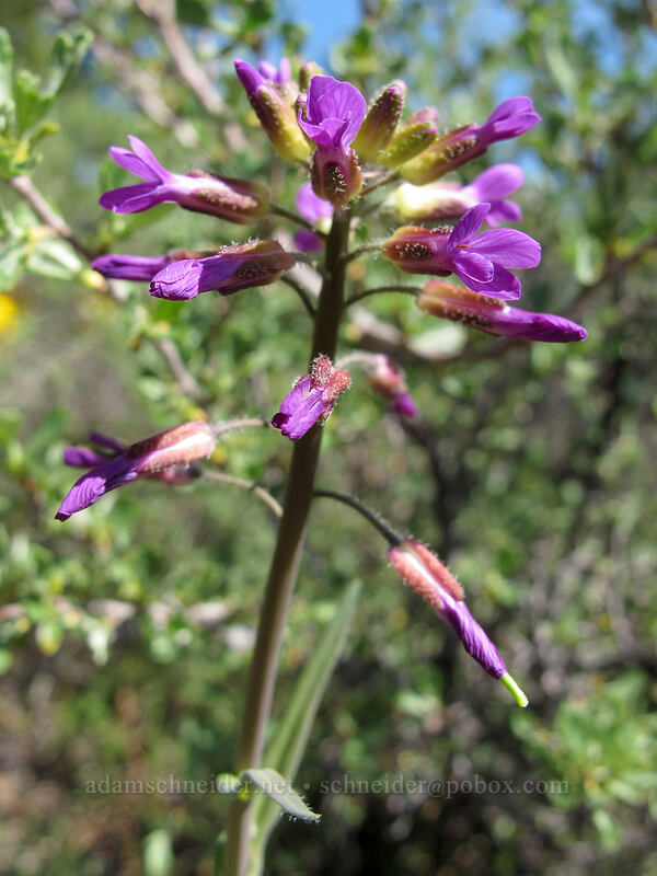 rock-cress with purple flowers (Boechera sp.) [Sauer's Mountain Trail, Peshastin, Chelan County, Washington]