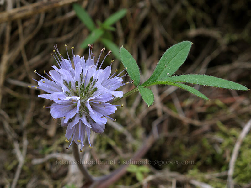 ball-head waterleaf (Hydrophyllum capitatum) [Sauer's Mountain Trail, Peshastin, Chelan County, Washington]