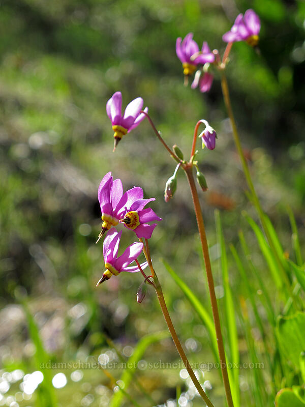 shooting stars (Dodecatheon pulchellum (Primula pauciflora)) [Sam Hill Preserve, Chelan County, Washington]