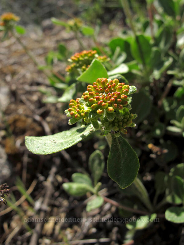 sulphur-flower buckwheat (Eriogonum umbellatum) [Sam Hill Preserve, Chelan County, Washington]