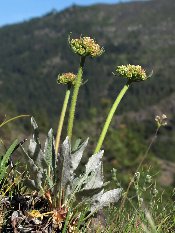 buckwheat (Eriogonum compositum) [Sam Hill Preserve, Chelan County, Washington]