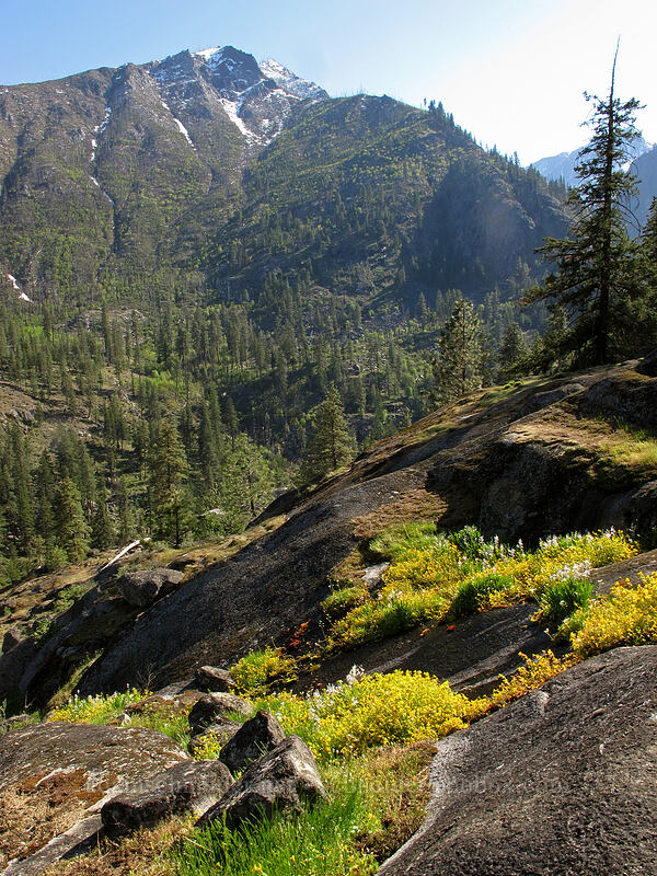 Wedge Mountain & wildflower-covered seeps [Sam Hill Preserve, Chelan County, Washington]