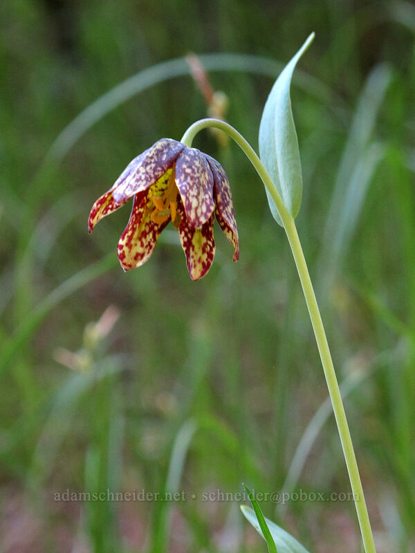 chocolate lily (Fritillaria affinis) [Sam Hill Preserve, Chelan County, Washington]