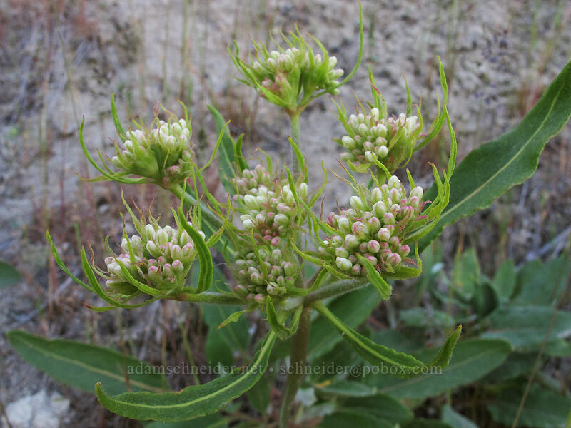 Wenatchee buckwheat (Eriogonum compositum var. lancifolium) [Peshastin Pinnacles State Park, Chelan County, Washington]