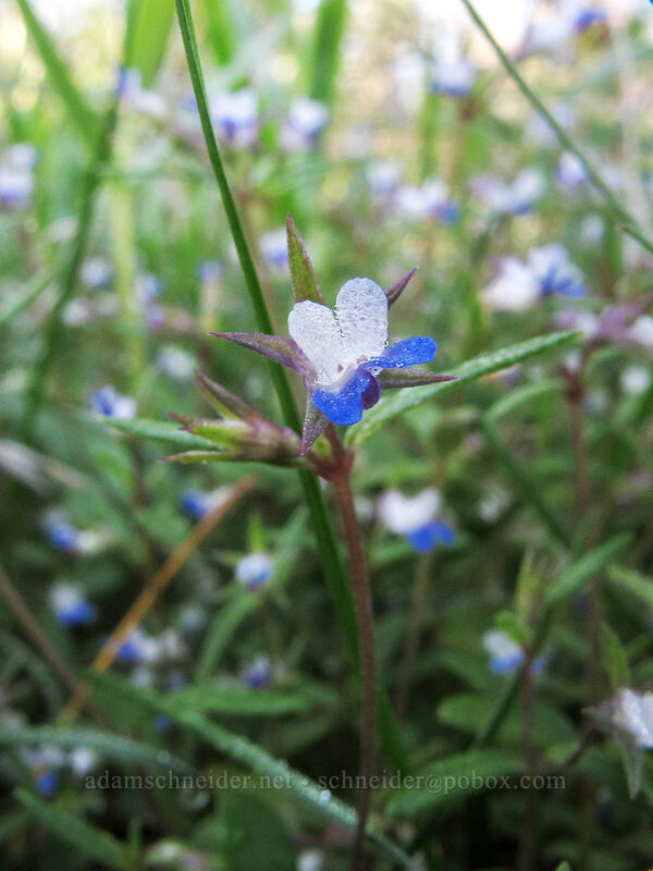 small-flowered blue-eyed-Mary (Collinsia parviflora) [Jacobson Preserve, Wenatchee, Chelan County, Washington]