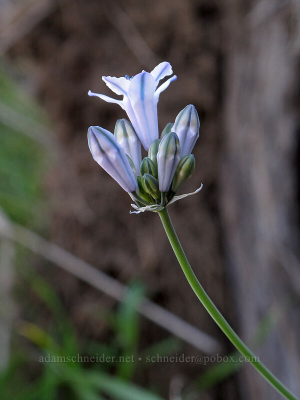 cluster-lily, budding (Triteleia grandiflora) [Saddle Rock Trail, Wenatchee, Chelan County, Washington]