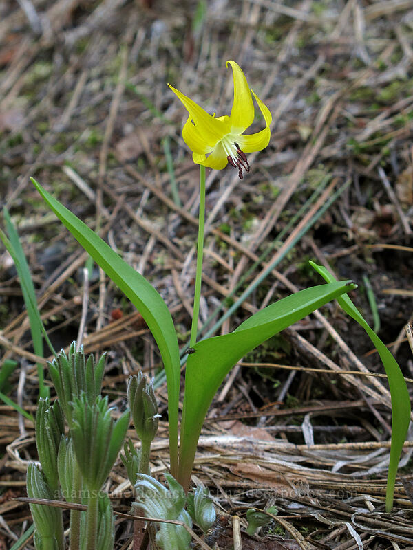 glacier lily (Erythronium grandiflorum) [Canyon Crest Trail, CDLT Mountain Home Property, Chelan County, Washington]