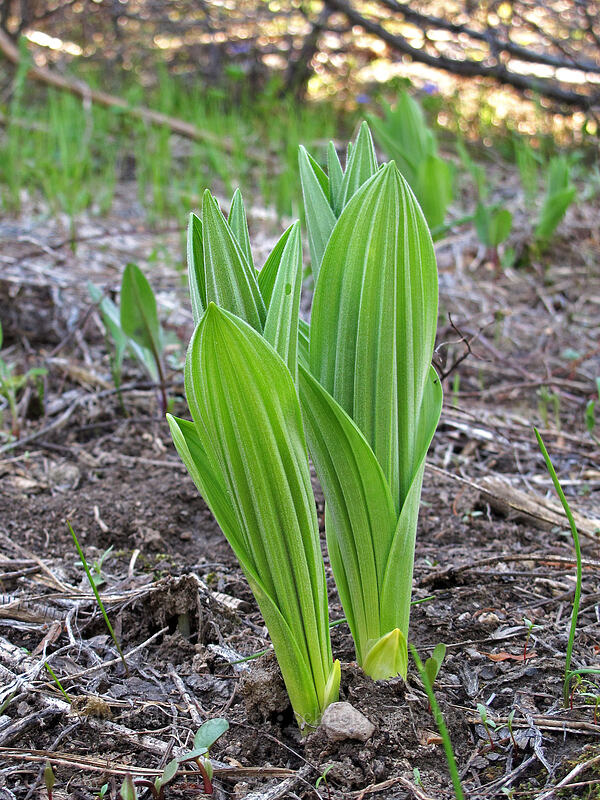 white corn lily, emerging (Veratrum californicum) [Rat Creek Ridge Trail, CDLT Mountain Home Property, Chelan County, Washington]