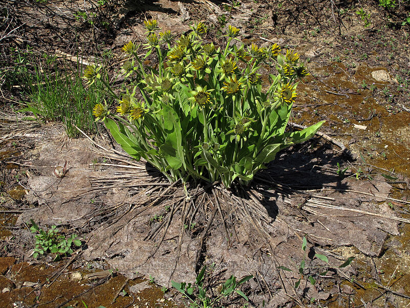 balsamroot with last year's dead 