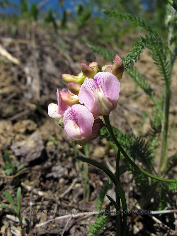 Sierra pea-vine (Lathyrus nevadensis) [Rat Creek Ridge, Wenatchee National Forest, Chelan County, Washington]