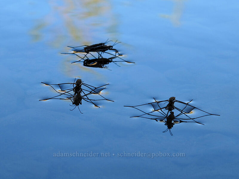 three pairs of water striders (Aquarius remigis (Gerris remigis)) [Umtanum Recreation Area, Kittitas County, Washington]