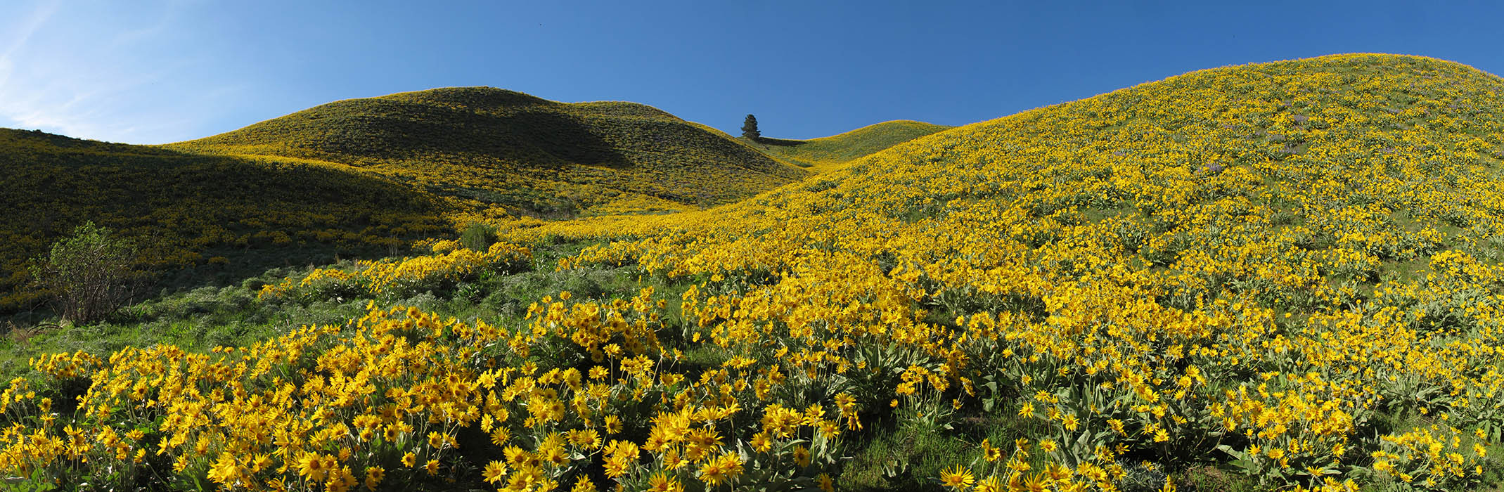 balsamroot panorama (Balsamorhiza sagittata) [Olalla Canyon Road, Chelan County, Washington]