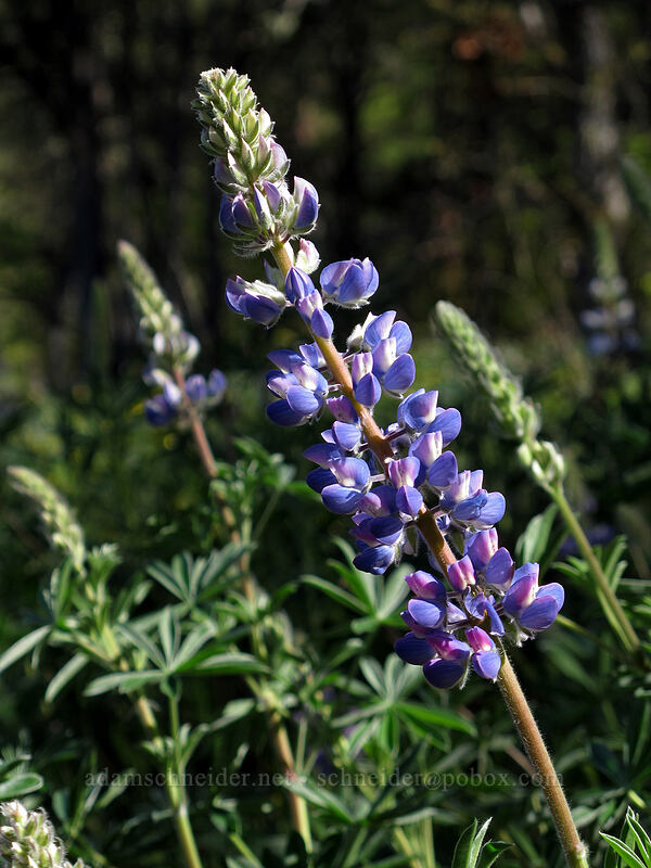 lupines (Lupinus sp.) [Catherine Creek, Klickitat County, Washington]