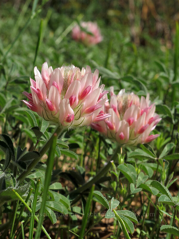 big-head clover (Trifolium macrocephalum) [Catherine Creek, Klickitat County, Washington]